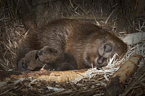 European Beaver (Castor fiber) with two newborn babies inside lodge, Germany