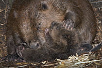 European Beaver (Castor fiber) grooming newborn baby inside lodge, Germany
