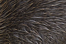 European Beaver (Castor fiber) fur, Germany