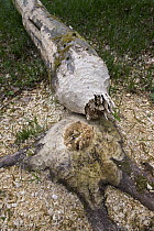 European Beaver (Castor fiber) fresh bite marks on felled beech tree, Spessart, Germany