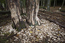 European Beaver (Castor fiber) fresh bite marks and felled trees, Spessart, Germany