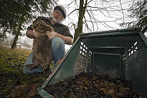 European Beaver (Castor fiber) trapped by Gerhard Schwab, who is responsible for beaver management, Bavaria, Germany