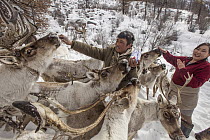 Caribou (Rangifer tarandus) herd being fed salt after long winter, Hunkher Mountains, northern Mongolia