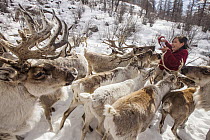 Caribou (Rangifer tarandus) herd being fed salt after long winter, Hunkher Mountains, northern Mongolia