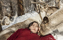 Caribou (Rangifer tarandus) with Tsataan woman sleeping, northern Mongolia