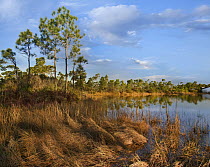 Marsh and trees, Saint George Island, Florida