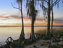 Dwarf Cypress (Taxodium sp) trees covered with Spanish Moss (Tillandsia usneoides) on lakeshore, Lake Pontchartrain, Fontainbleu State Park, Louisiana