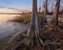 Dwarf Cypress (Taxodium sp) trees on lakeshore, Lake Pontchartrain, Fontainbleu State Park, Louisiana