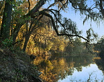 Oak (Quercus sp) trees along river, Suwannee River, Suwannee River State Park, Florida