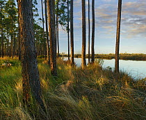Longleaf Pine (Pinus palustris) trees, Sopchoppy River, Ochlockonee River State Park, Florida