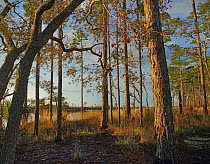 Longleaf Pine (Pinus palustris) trees, Ochlockonee River State Park, Florida