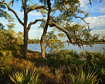 Oak (Quercus sp) near river, Ochlockonee River State Park, Florida