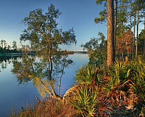 Trees near river, Ochlockonee River State Park, Florida