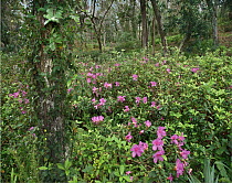 Rhododendron (Rhododendron sp) flowering in subtropical forest, Rainbow Springs State Park, Florida