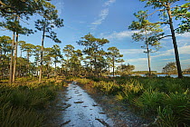 Riverside path with pines, Ochlockonee River State Park, Florida