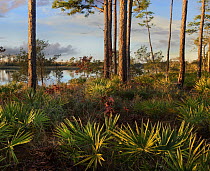 Saw Palmetto (Serenoa repens) and Longleaf Pine (Pinus palustris) trees, Ochlockonee River State Park, Florida
