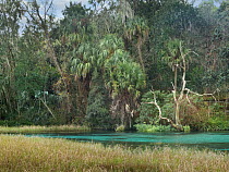 Subtropical forest and marsh, Rainbow Springs State Park, Florida