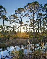 Marsh and trees at sunrise, Saint Joseph Peninsula, Florida