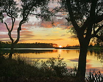 Oak (Quercus sp) trees at sunrise, Ochlockonee River, Ochlockonee River State Park, Florida