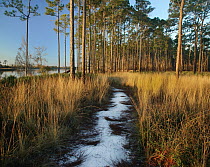 Path through grasses and pines near marsh, Saint George Island, Florida