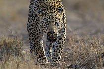 Leopard (Panthera pardus), Sabi-sands Game Reserve, South Africa