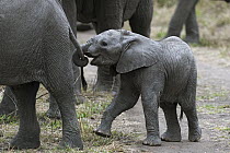 African Elephant (Loxodonta africana) calf grabbing juvenile's tail, Sabi-sands Game Reserve, South Africa