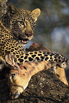 Leopard (Panthera pardus) sub-adult with Impala (Aepyceros melampus) kill in tree, Sabi-sands Game Reserve, South Africa