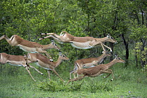 Impala (Aepyceros melampus) herd running, Sabi-sands Game Reserve, South Africa