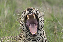 Leopard (Panthera pardus) yawning, Sabi-sands Game Reserve, South Africa