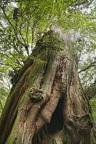 Japanese Cedar (Cryptomeria japonica), Shiratani Unsuikyo, Kirishima-Yaku National Park, Yakushima Island, Japan