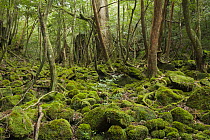 Mossy forest, Shiratani Unsuikyo, Kirishima-Yaku National Park, Yakushima Island, Japan