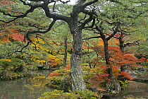 Pine (Pinus sp) and Japanese Maple (Acer palmatum) trees in autumn, Ginkakuji Gardens, Kyoto, Japan