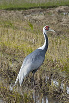 White-naped Crane (Grus vipio), Arasaki Plain, Kyushu, Japan