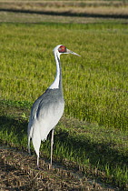 White-naped Crane (Grus vipio), Izumi Plain, Kyushu, Japan