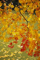 Japanese Maple (Acer palmatum) tree in autumn, Kyoto, Japan
