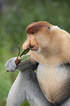 Proboscis Monkey (Nasalis larvatus) male feeding on mangrove leaves, Sabah, Borneo, Malaysia