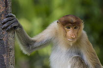 Proboscis Monkey (Nasalis larvatus) sub-adult, Sabah, Borneo, Malaysia