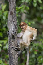 Proboscis Monkey (Nasalis larvatus) juvenile, Sabah, Borneo, Malaysia