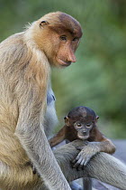 Proboscis Monkey (Nasalis larvatus) mother and baby, Sabah, Borneo, Malaysia