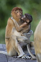 Proboscis Monkey (Nasalis larvatus) juvenile playing with baby, Sabah, Borneo, Malaysia