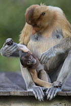 Proboscis Monkey (Nasalis larvatus) mother grooming baby, Sabah, Borneo, Malaysia