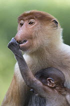 Proboscis Monkey (Nasalis larvatus) baby grabbing mother's nose, Sabah, Borneo, Malaysia