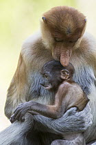 Proboscis Monkey (Nasalis larvatus) mother holding baby, Sabah, Borneo, Malaysia