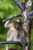 Proboscis Monkey (Nasalis larvatus) three month old baby in tree, Sabah, Borneo, Malaysia