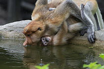 Proboscis Monkey (Nasalis larvatus) mother with baby drinking, Sabah, Borneo, Malaysia