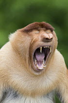 Proboscis Monkey (Nasalis larvatus) dominant male yawning, Sabah, Borneo, Malaysia