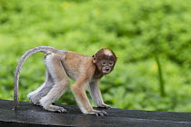Proboscis Monkey (Nasalis larvatus) three month old baby, Sabah, Borneo, Malaysia