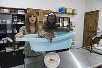 Brown-throated Three-toed Sloth (Bradypus variegatus) biologist, Rebecca Cliffe, weighing sloth, Aviarios Sloth Sanctuary, Costa Rica