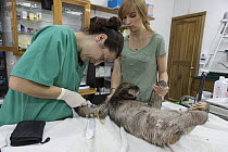 Brown-throated Three-toed Sloth (Bradypus variegatus) biologist, Rebecca Cliffe, and veterinarian, Yolanda Ruba, taking blood from anesthetized sloth, Aviarios Sloth Sanctuary, Costa Rica