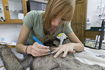 Brown-throated Three-toed Sloth (Bradypus variegatus) biologist, Rebecca Cliffe, pulling hair samples from anesthetized sloth for genetic study, Aviarios Sloth Sanctuary, Costa Rica